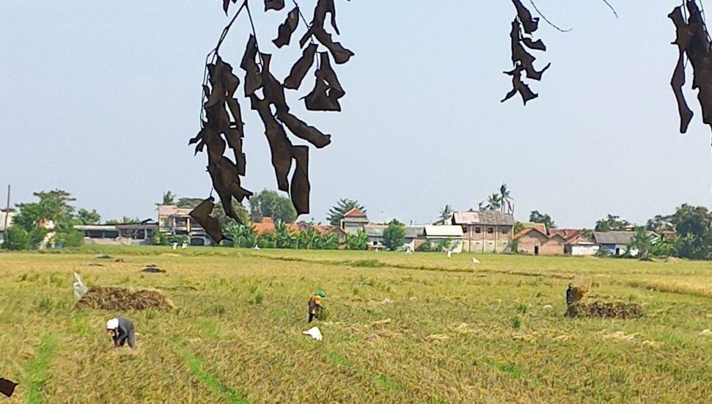 Jaga Produksi Pangan, Distan Kabupaten Bekasi Intensifkan Antisipasi Kekeringan